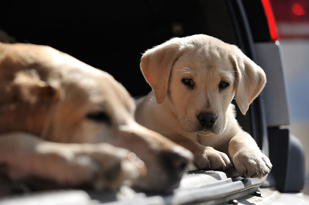 GettyImages-155696344-29134-94064 lab retrievers dont leave alone