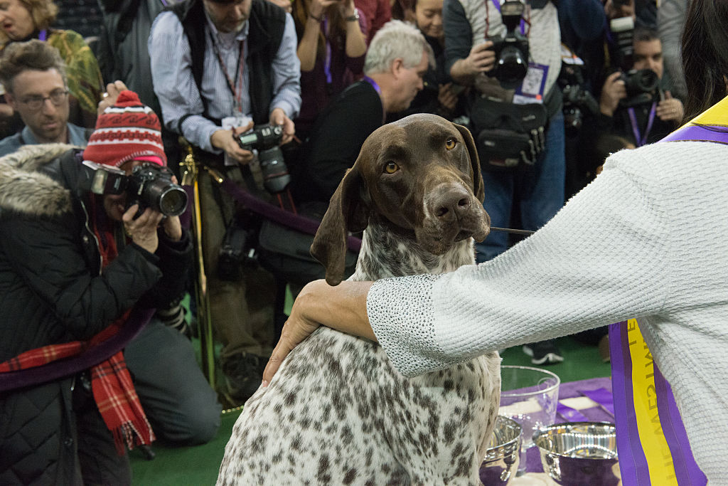 GettyImages-510749198-69328-46392 german shorthaired pointer at dog show