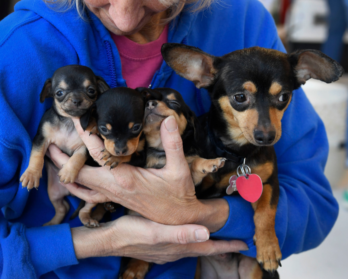Woman holds a Chiweenie mom and her three puppies