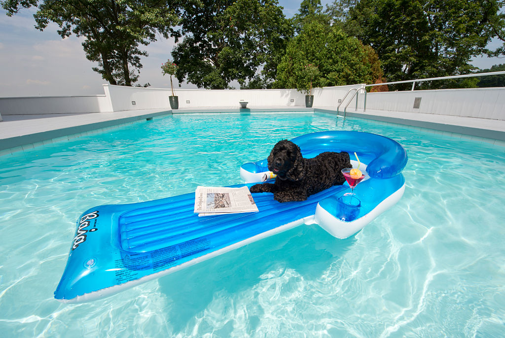GettyImages-585142214-19028-71656 cocker spaniel on pool float in the water