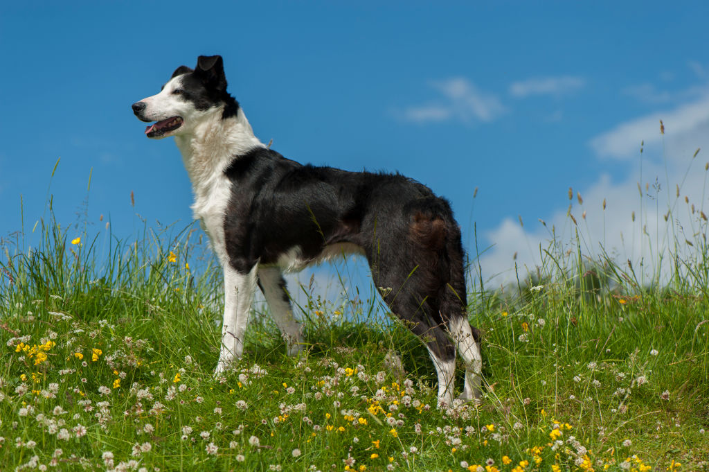 GettyImages-687028160-35699-41612 border collies need to be active