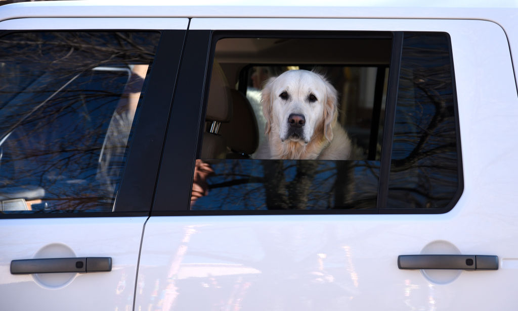 GettyImages-914952392-57548-13592 lab retriever looking out car window