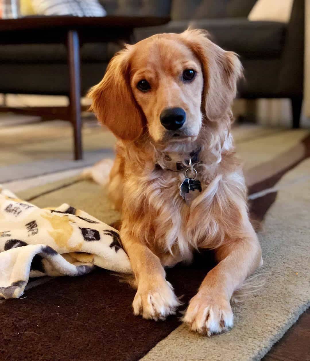 Golden Cocker Retriever, Also Known As The Forever Puppy