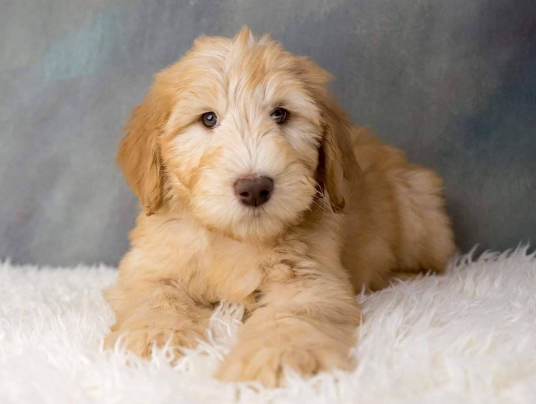 Whoodles are a cross between a Poodle and a Soft-Coated Wheaten Terrierblonde