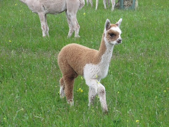 Baby Alpaca