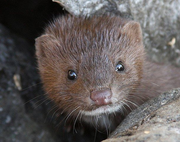 Baby American Mink