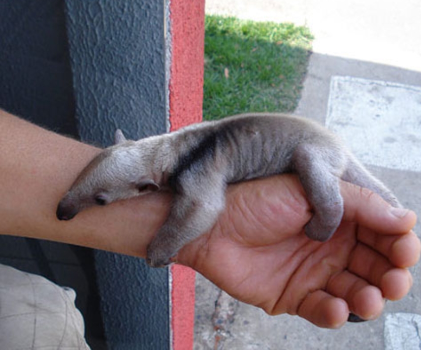 Baby Ant Eater