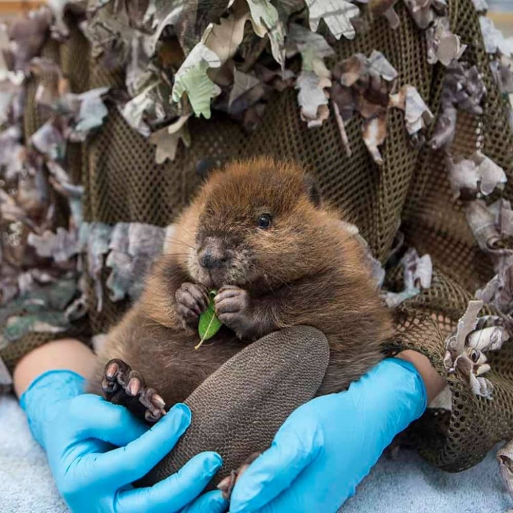 Baby Beaver