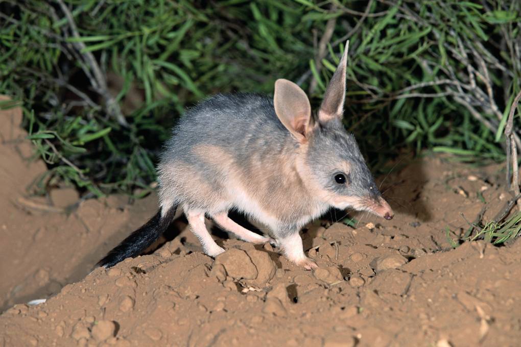 Baby Bilby