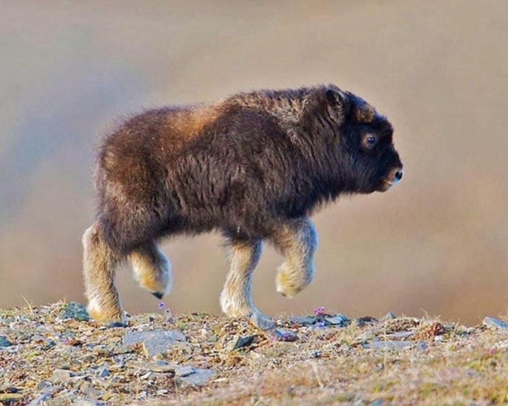 Baby Bison