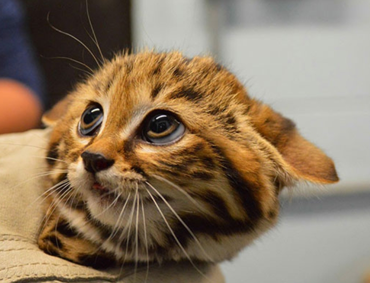 Baby Black Footed Cat