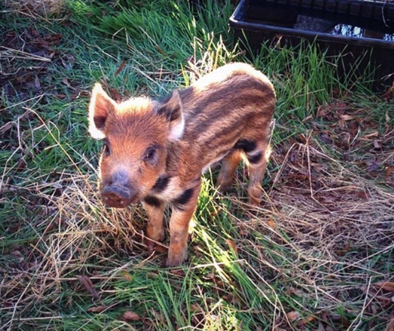 Baby Boar