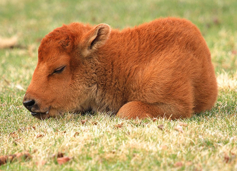 Baby Buffalo