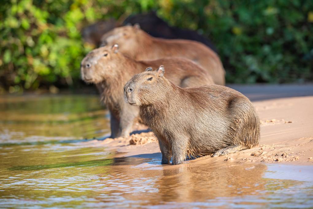 Baby Capybara