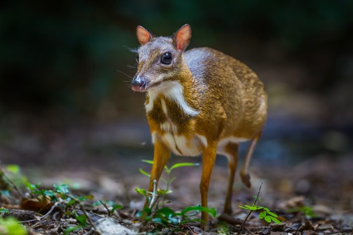 Baby Chevrotain