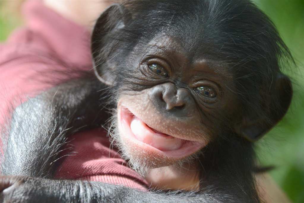 Baby Chimpanzee