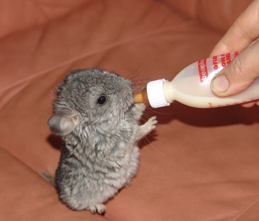 Baby Chinchilla