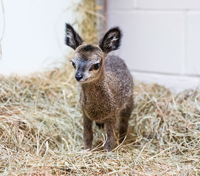 Baby Clipspringer