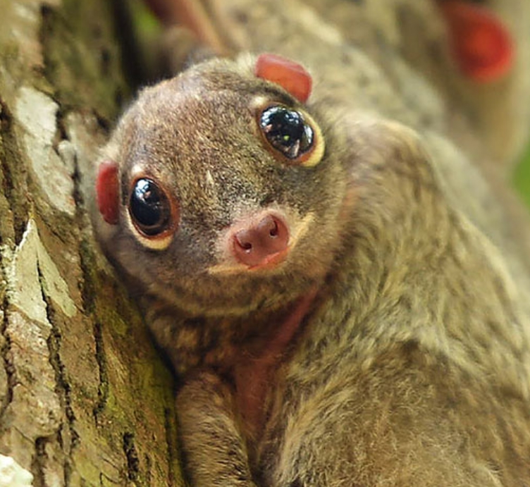 Baby Colugo