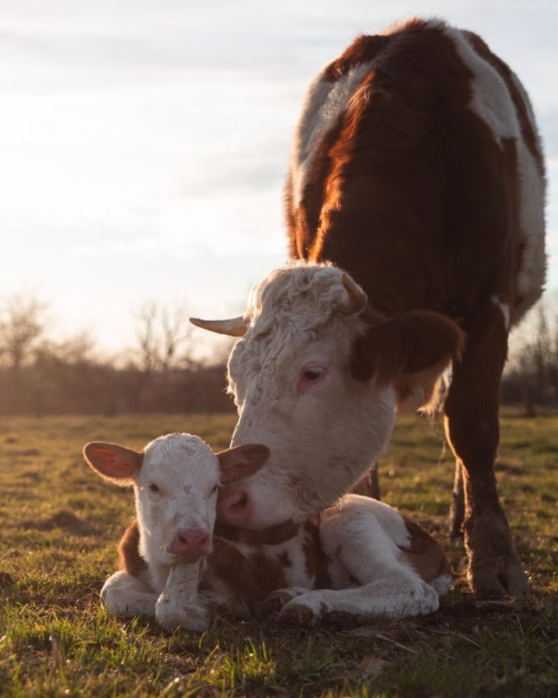 Baby Cow