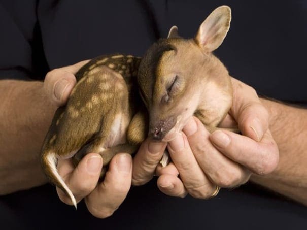 Baby Deer