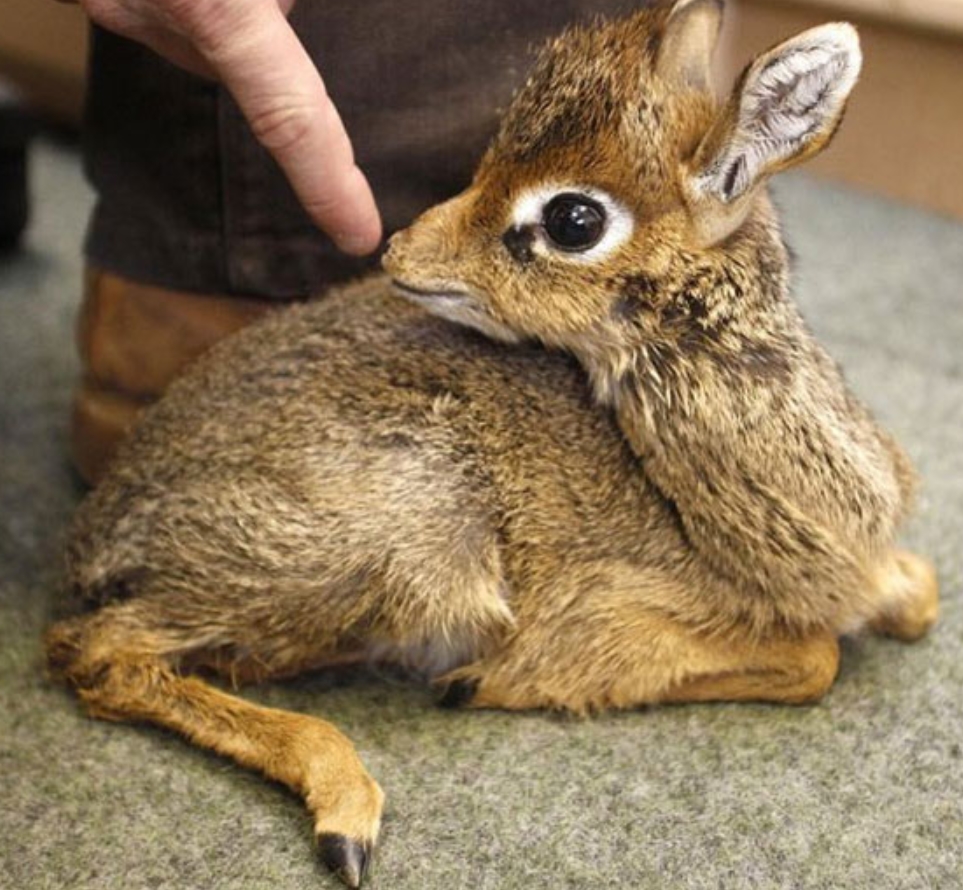 Baby Dik Dik