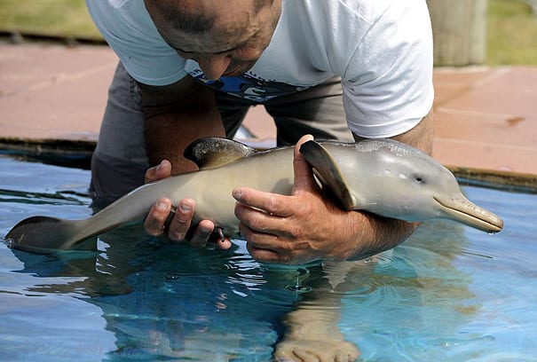 Baby Dolphin