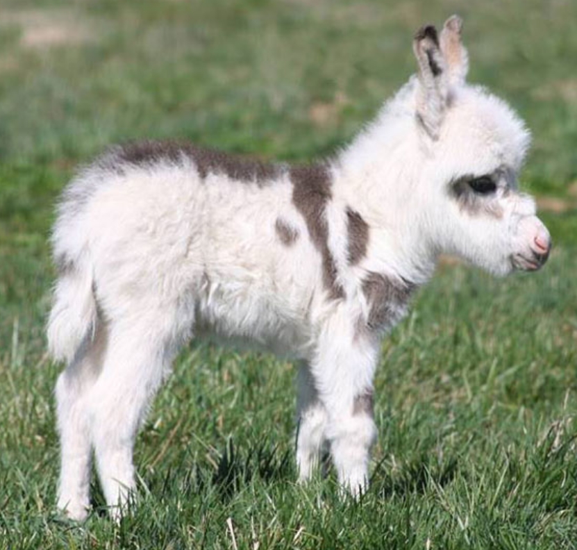 Baby Donkey