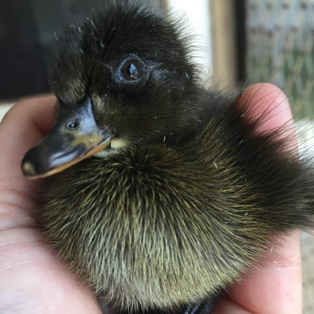 Baby Duck