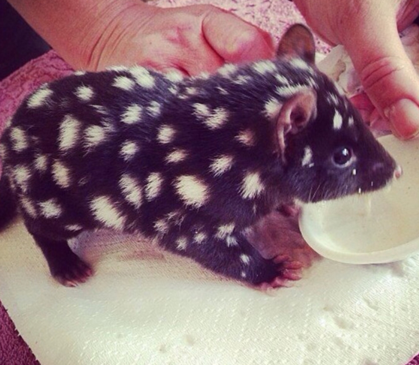 Baby Eastern Quoll