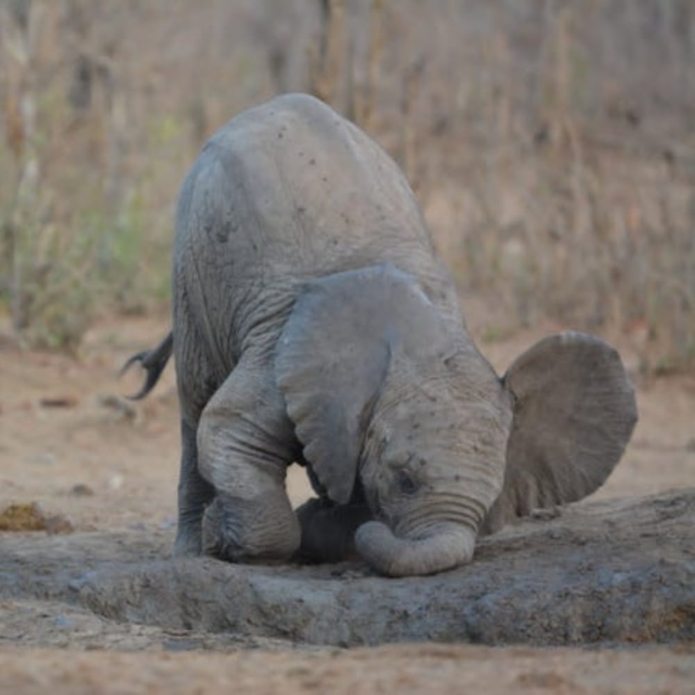 Baby Elephant