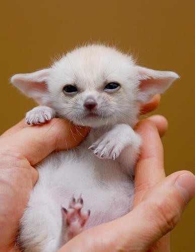 Baby Fennec Fox