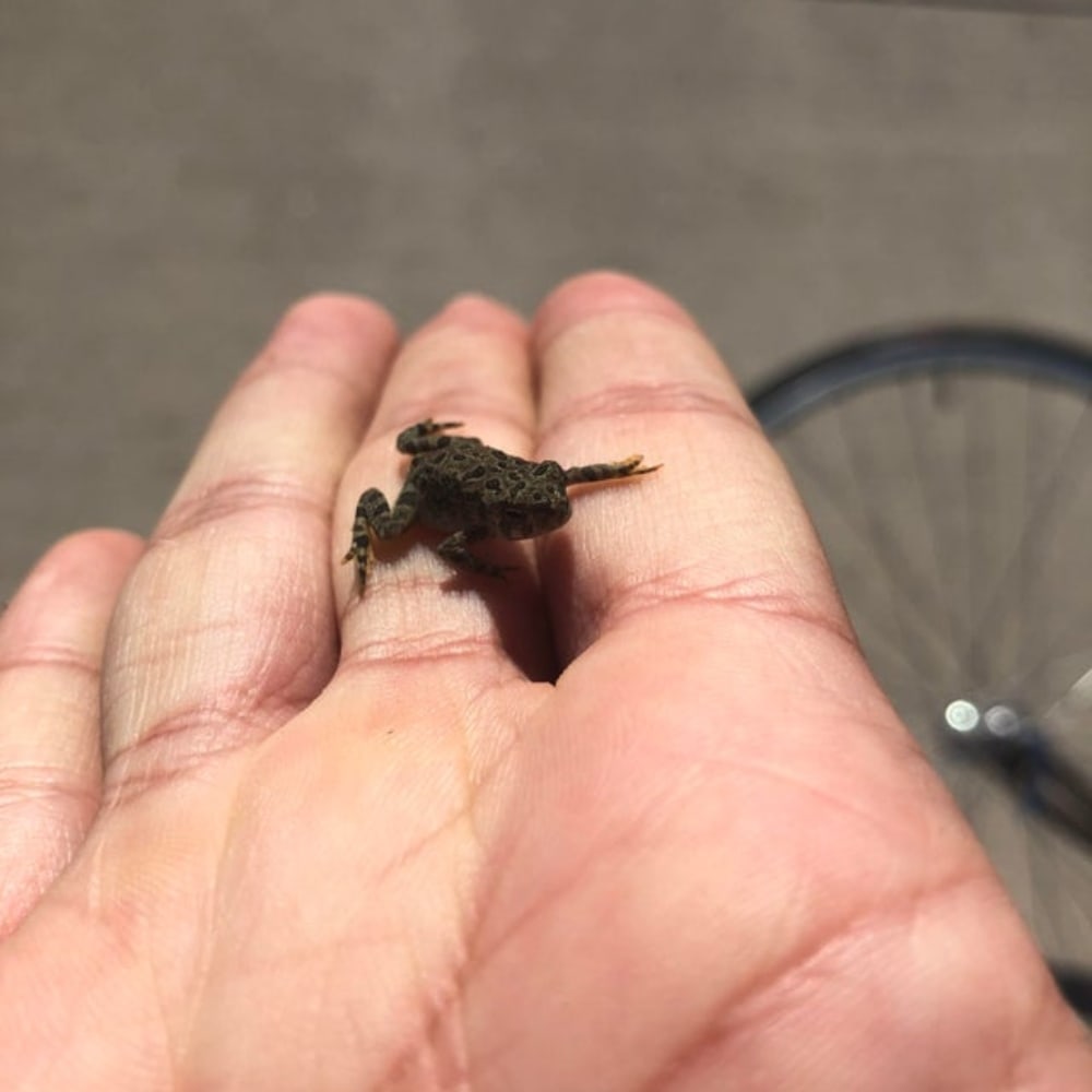 Baby Frog