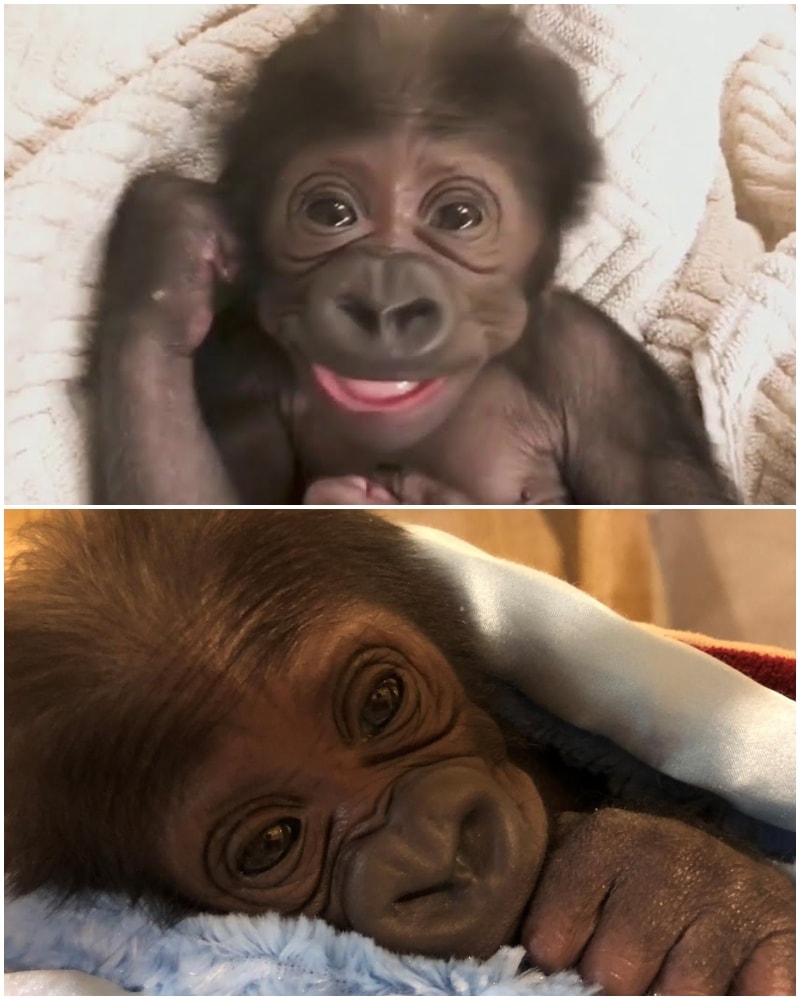 Baby Gorilla