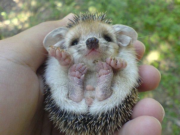 Baby Hedgehog