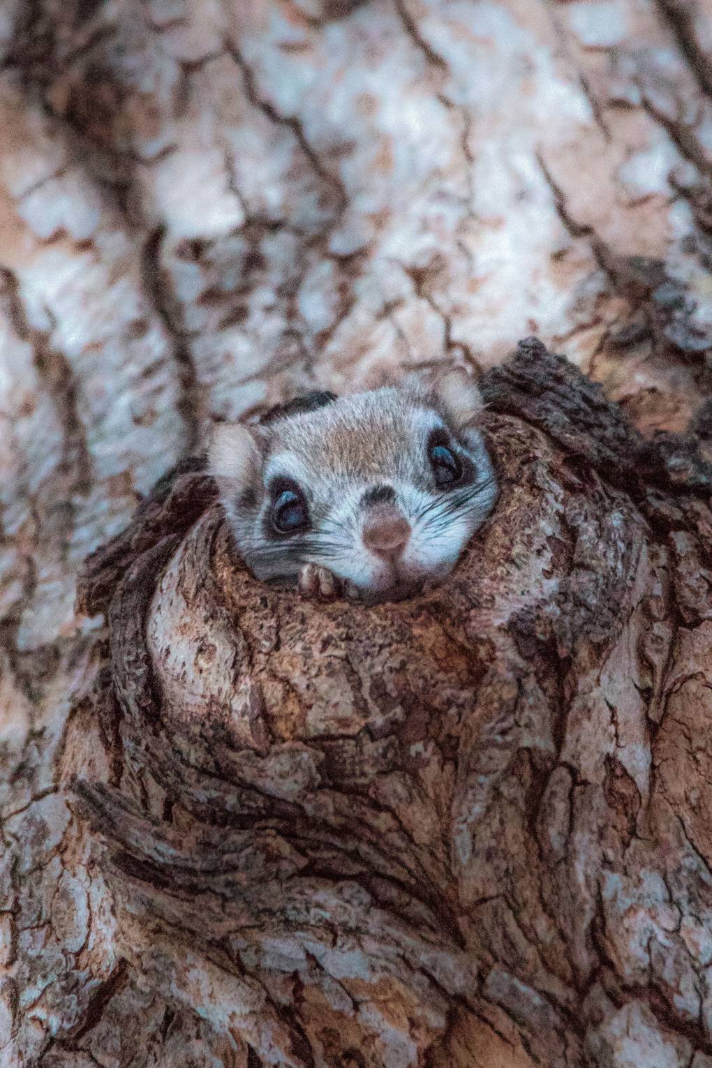 Baby Japanese Dwarf Flying Squirrel