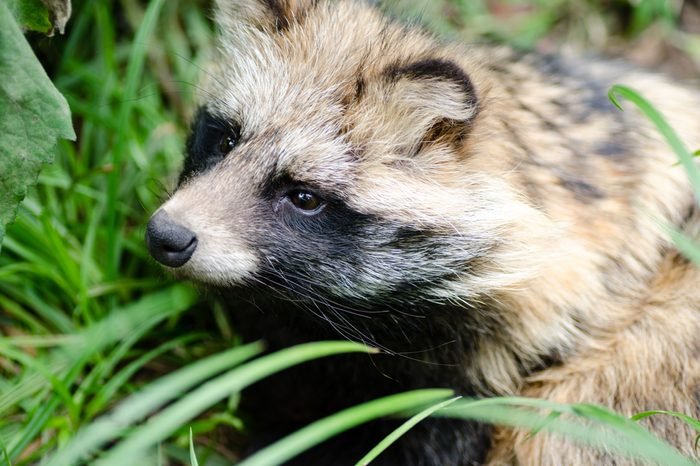 Baby Japanese Racoon Dog