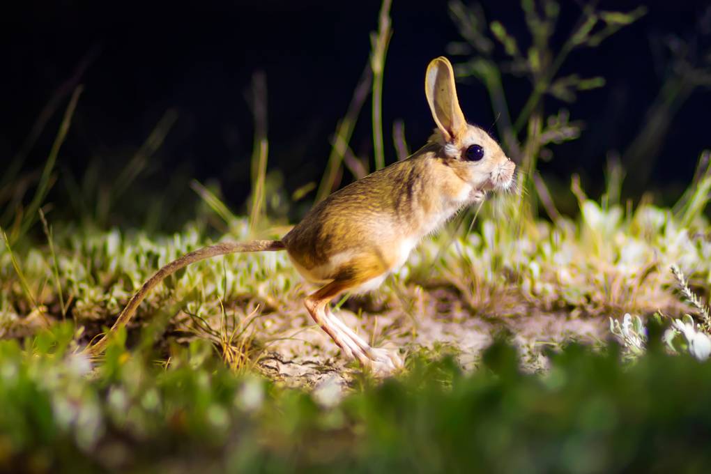 Baby Jerboa