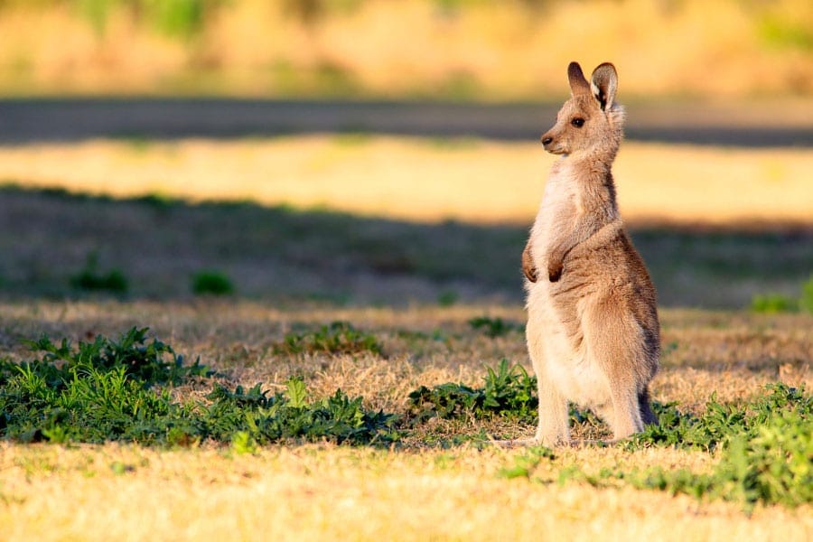 Baby Kangaroo