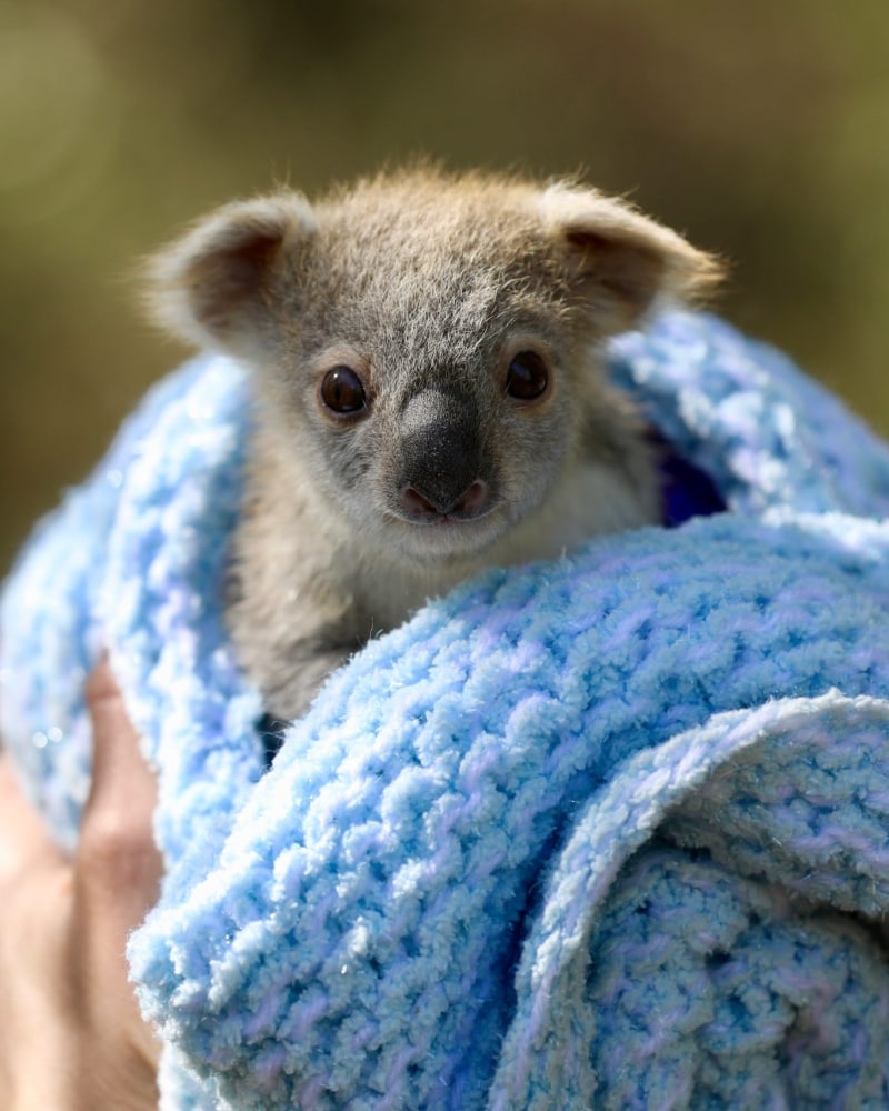 Baby Koala