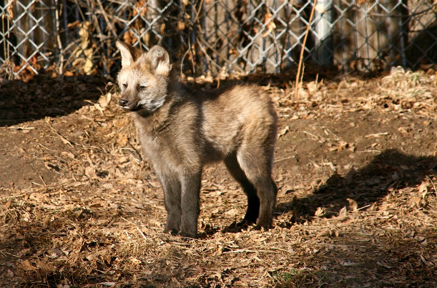 Baby Maned Wolf