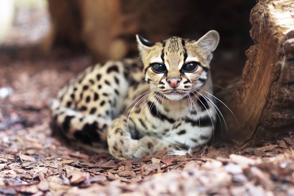 Baby Margay