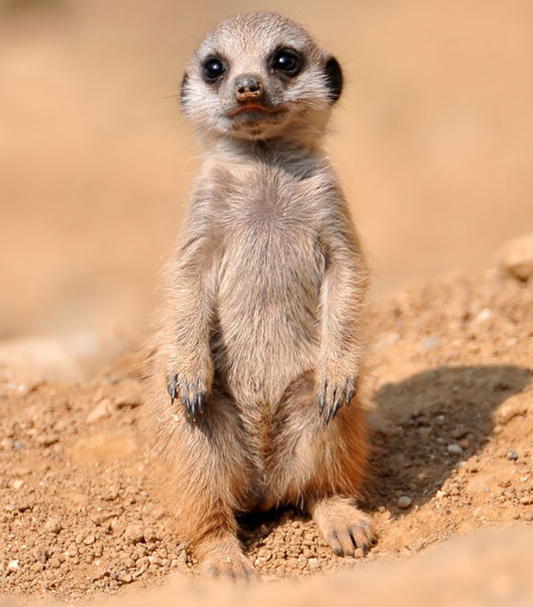 Baby Meerkat