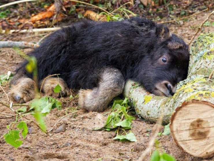 Baby Muskox