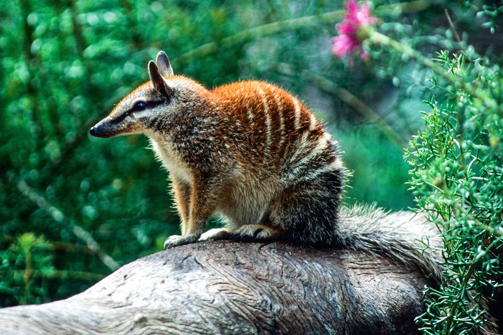 Baby Numbat