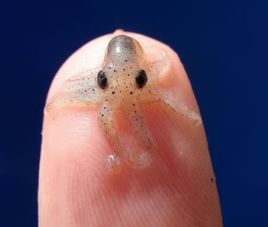 Baby Octopus