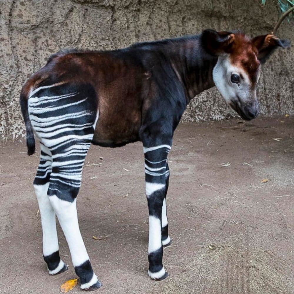 Baby Okapi