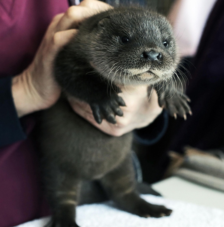 Baby Otter