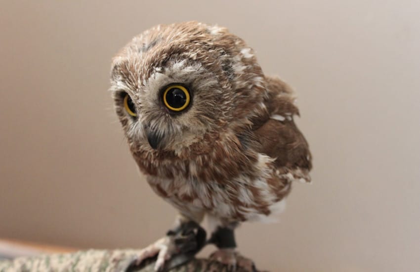 Baby Owl