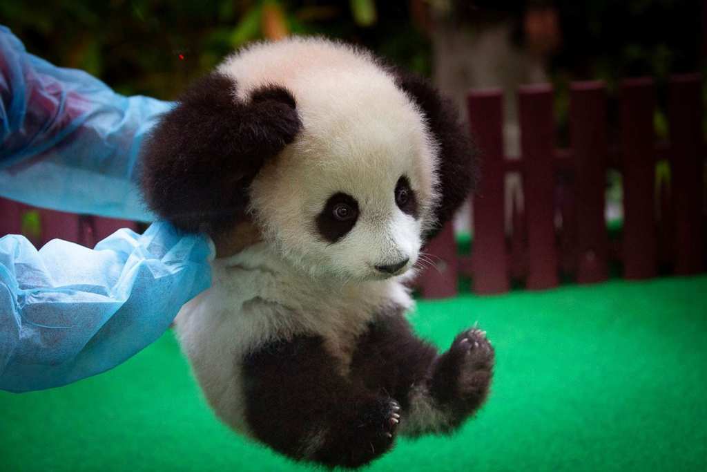 Baby Panda